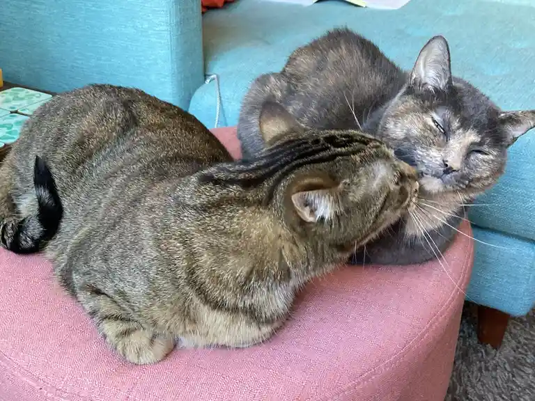 More Mischief with Bellatrix and Dobby