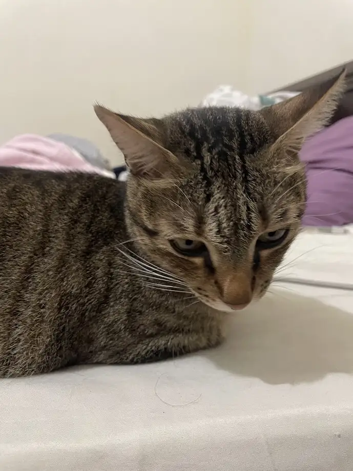 Another Cat: Because You Can Never Have Too Many!