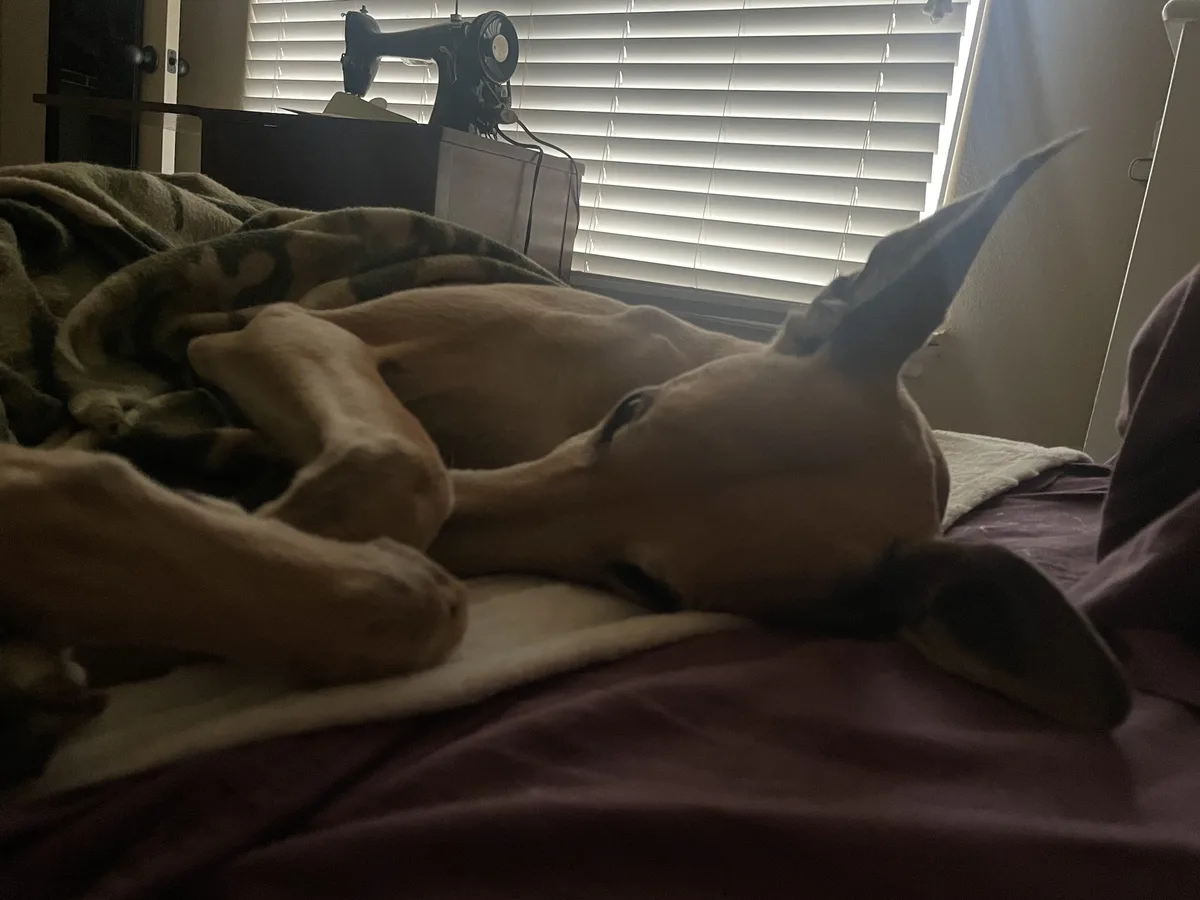 A light brown dog is sleeping on a bed with purple sheets and a camouflage-patterned blanket. In the background, a vintage…