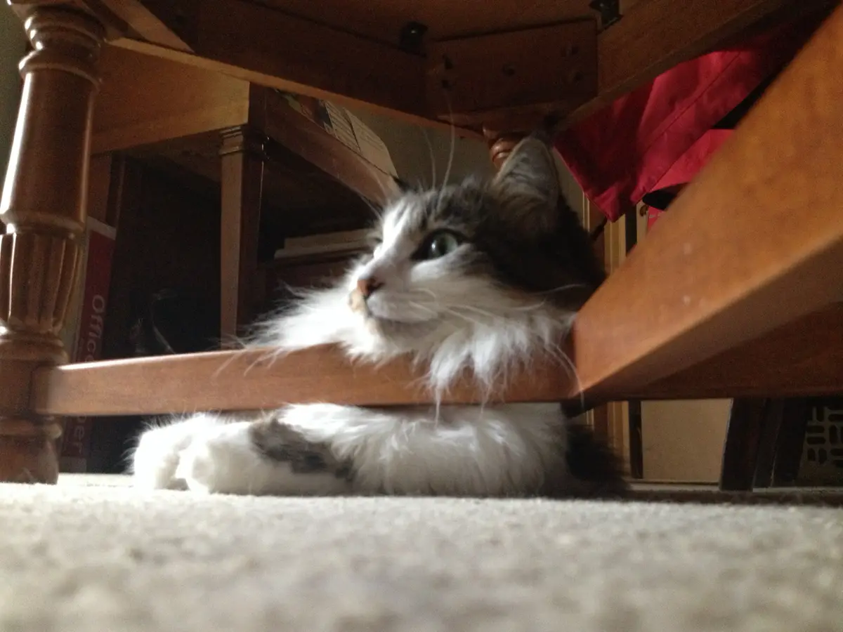 A fluffy, long-haired cat with white and gray fur is lying on a carpeted floor underneath a wooden table, looking up with a…
