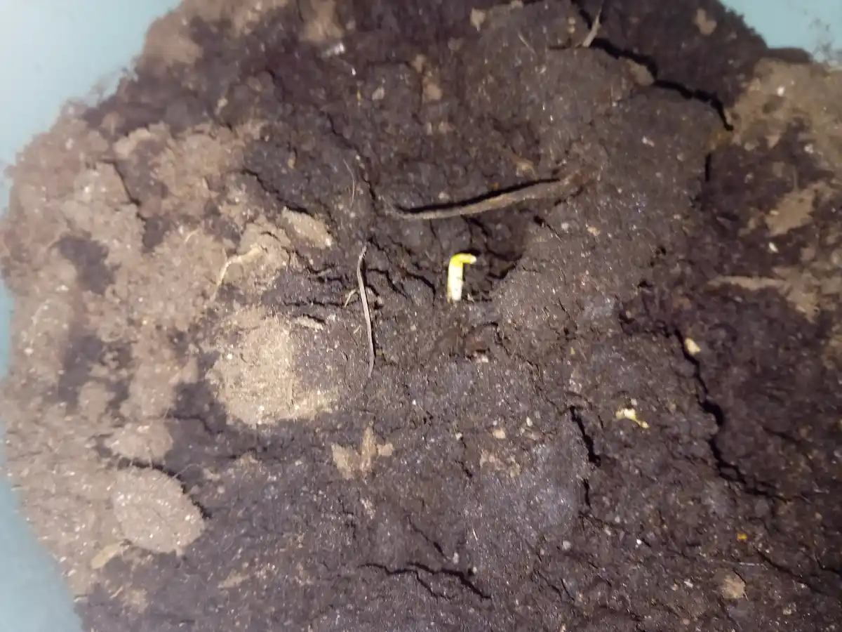 A close-up photo shows a small, pale yellow worm-like creature emerging from dark, cracked soil in a container. The soil is…