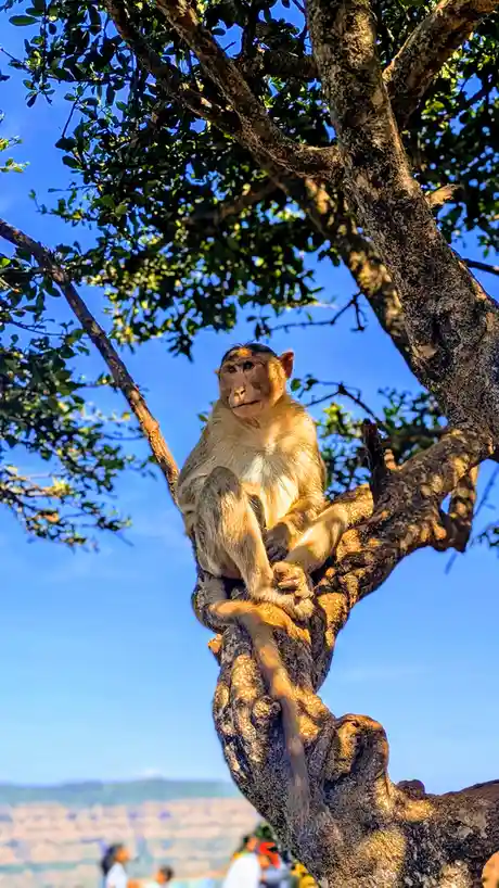 A Curious Monkey Spotted in the Hills