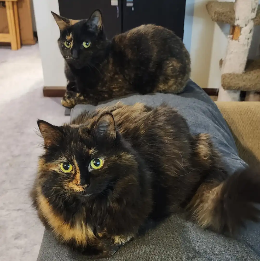Two tortoiseshell cats are lounging on a person's lap and a nearby surface. The cat in the foreground has a distinct…