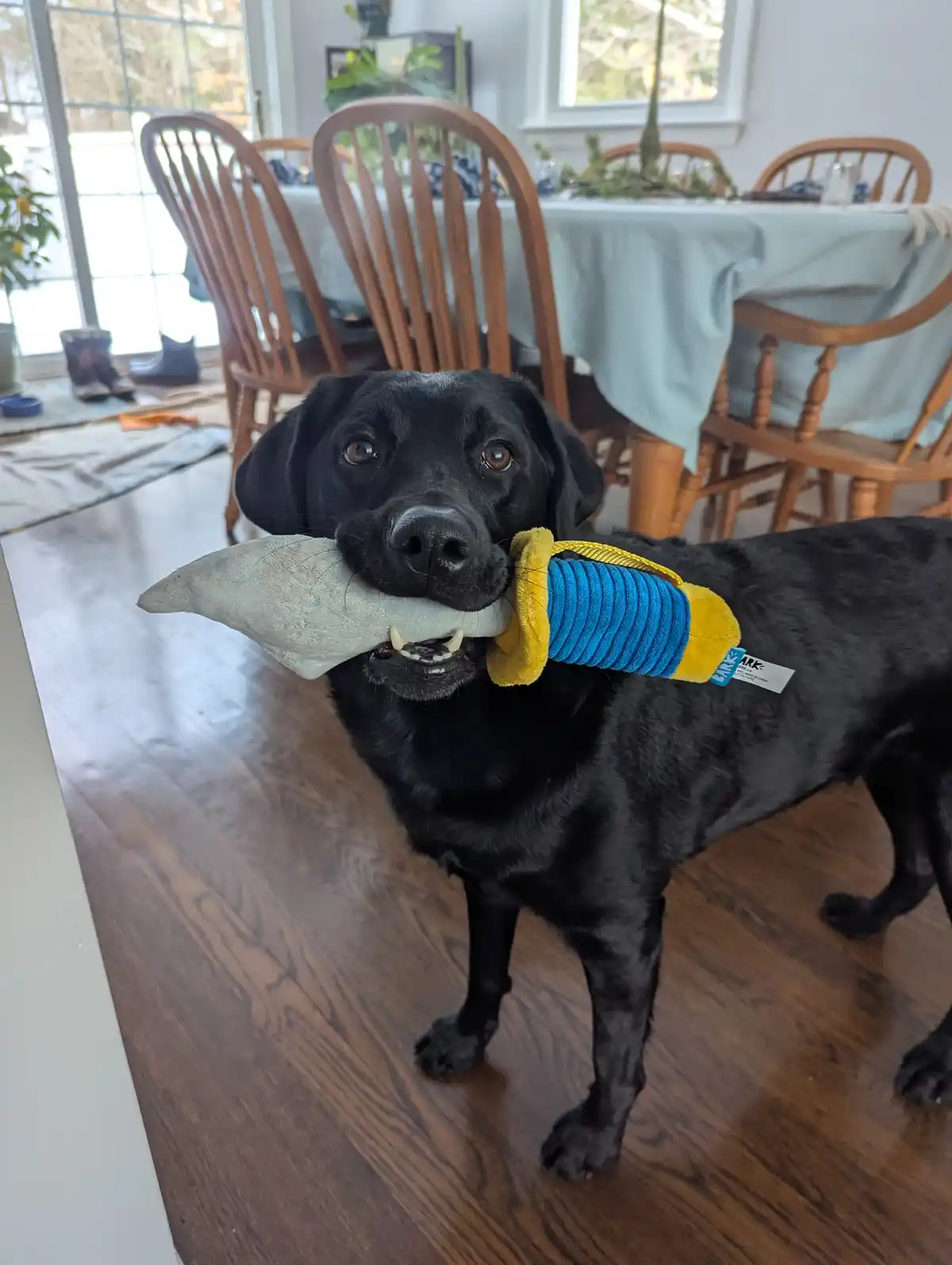 A black Labrador Retriever stands indoors on hardwood flooring, holding a shark-shaped plush toy in its mouth. The toy has a…