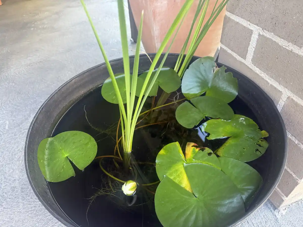 A black circular planter filled with dark water, containing several green lily pads, tall green reeds, and a single white…
