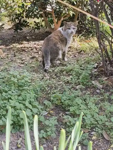 Adorable Cat Moments
