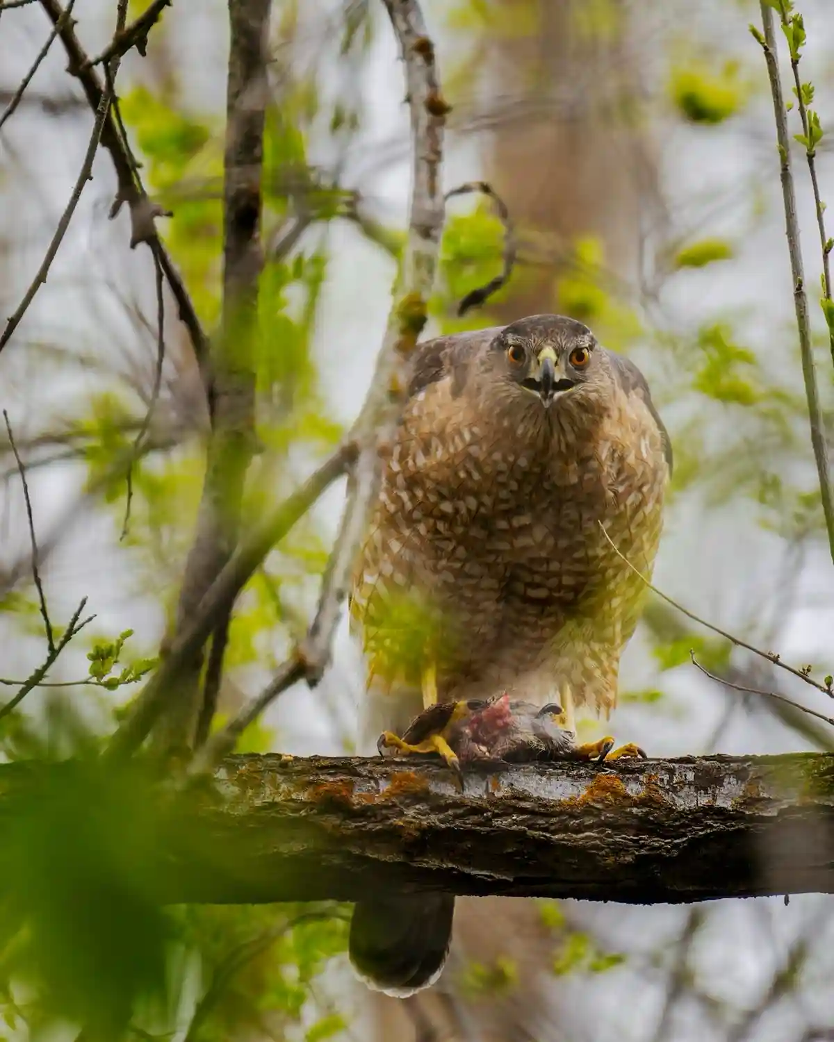 A hawk perched on a tree branch with a small animal carcass in its talons, staring directly at the camera with an intense…