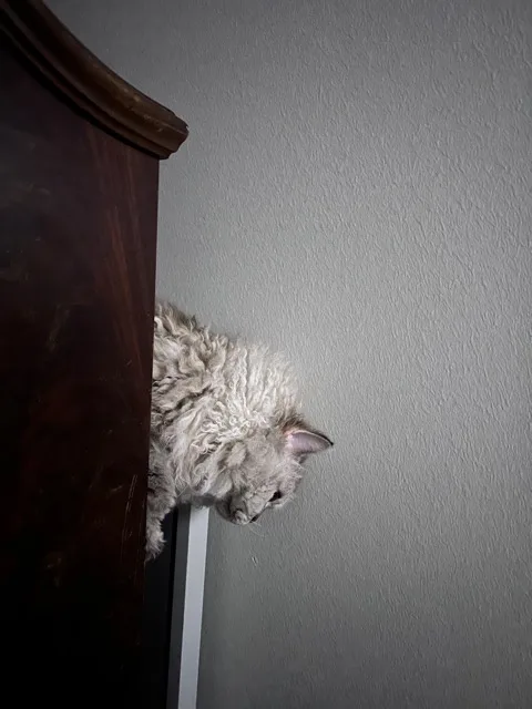 Wait, Is That a Spider I See?