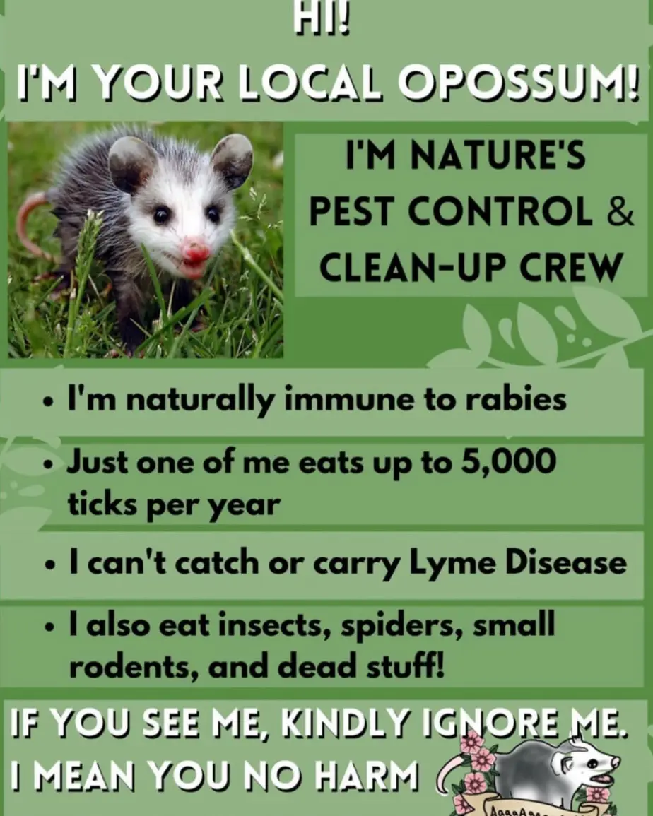 Meet the adorable opossum!