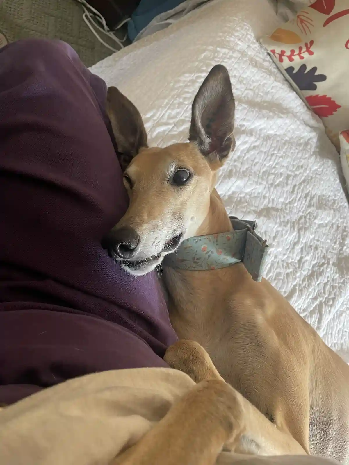 A tan dog with large ears and a floral-patterned collar is lying on a bed next to a person wearing purple pants, looking up…