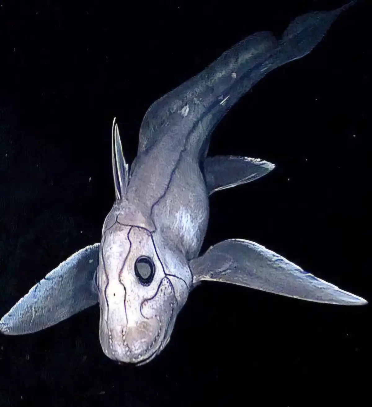 Meet the mysterious deep-sea chimera!