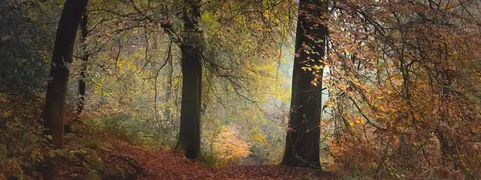 A serene autumn forest scene with tall trees, golden and orange leaves, and a path covered in fallen foliage. The overlaid…