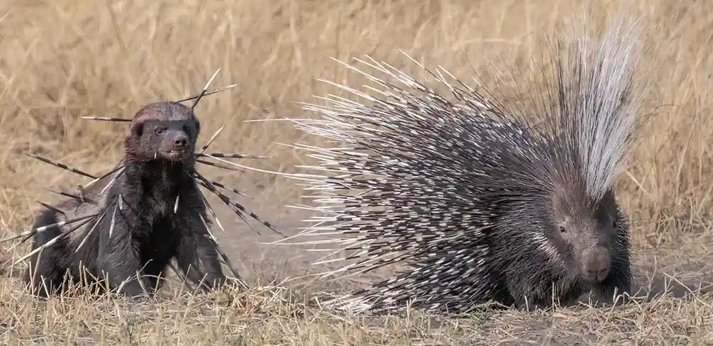 A black-furred animal, resembling a wolverine, is covered in porcupine quills and looks startled, while a large porcupine…