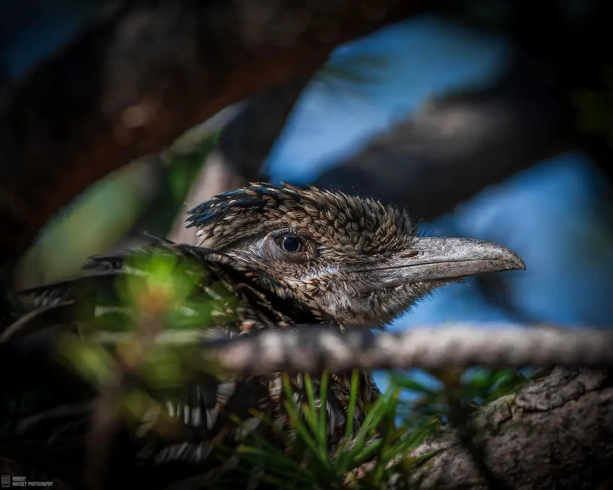 The iconic Roadrunner is back in action!