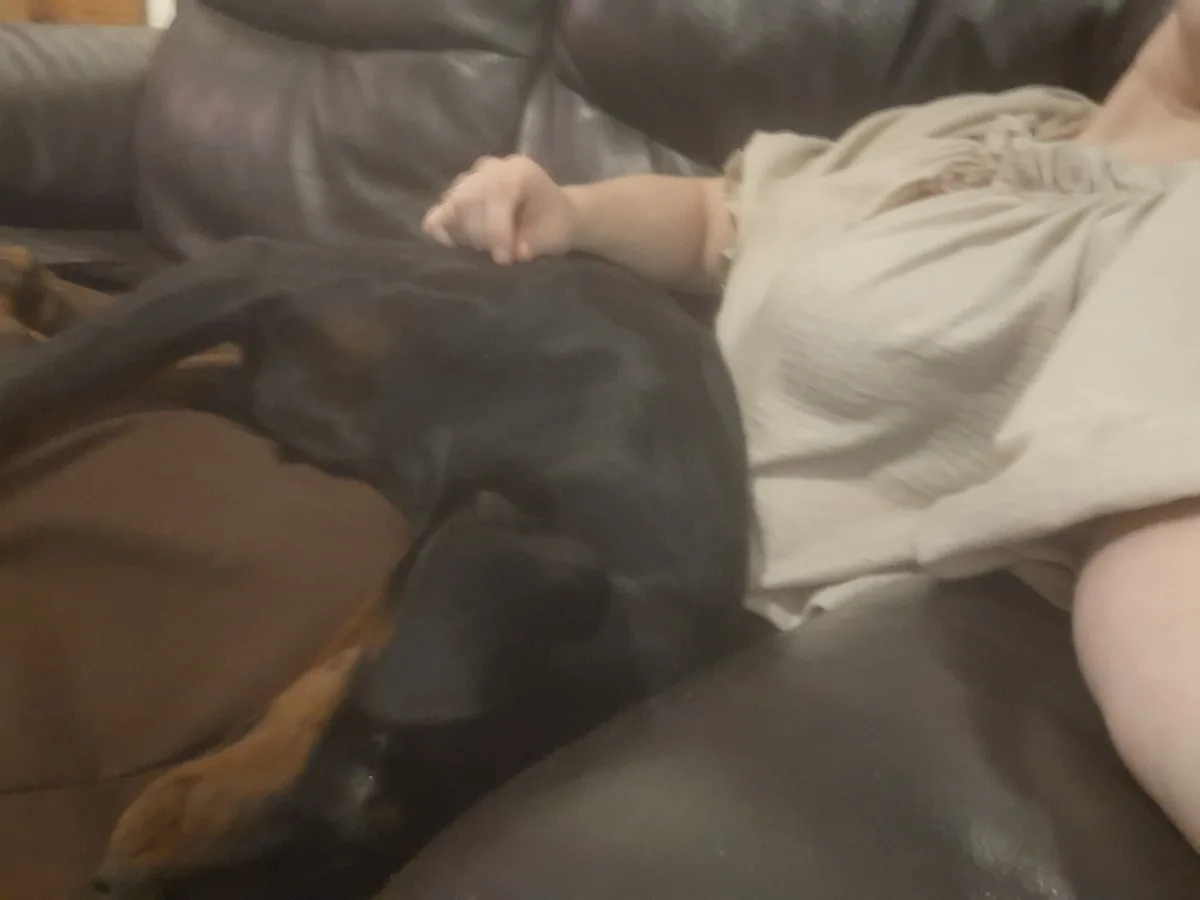 The tiniest lapdog you've ever seen