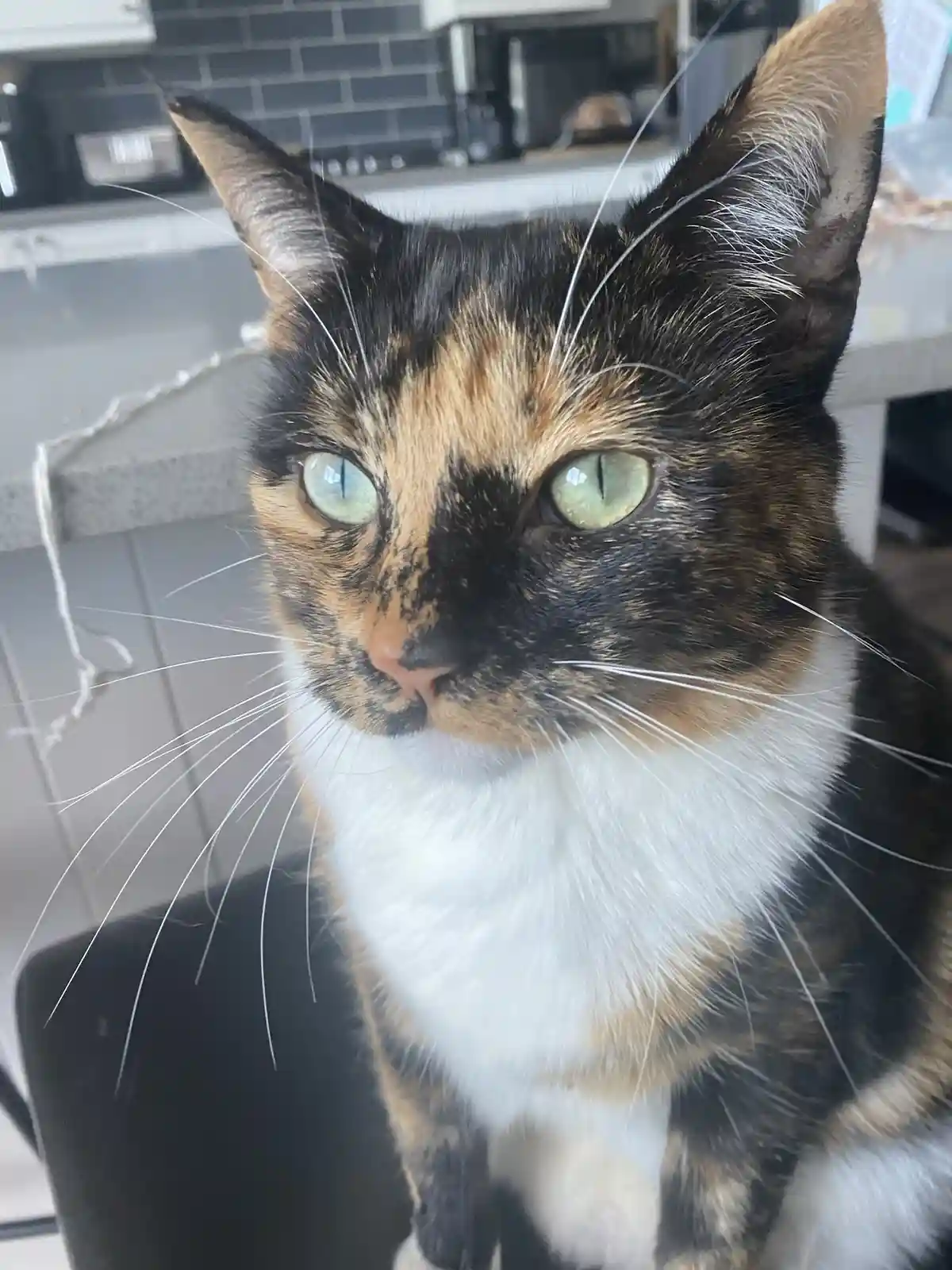 Crumble's daily snapshot of joy
