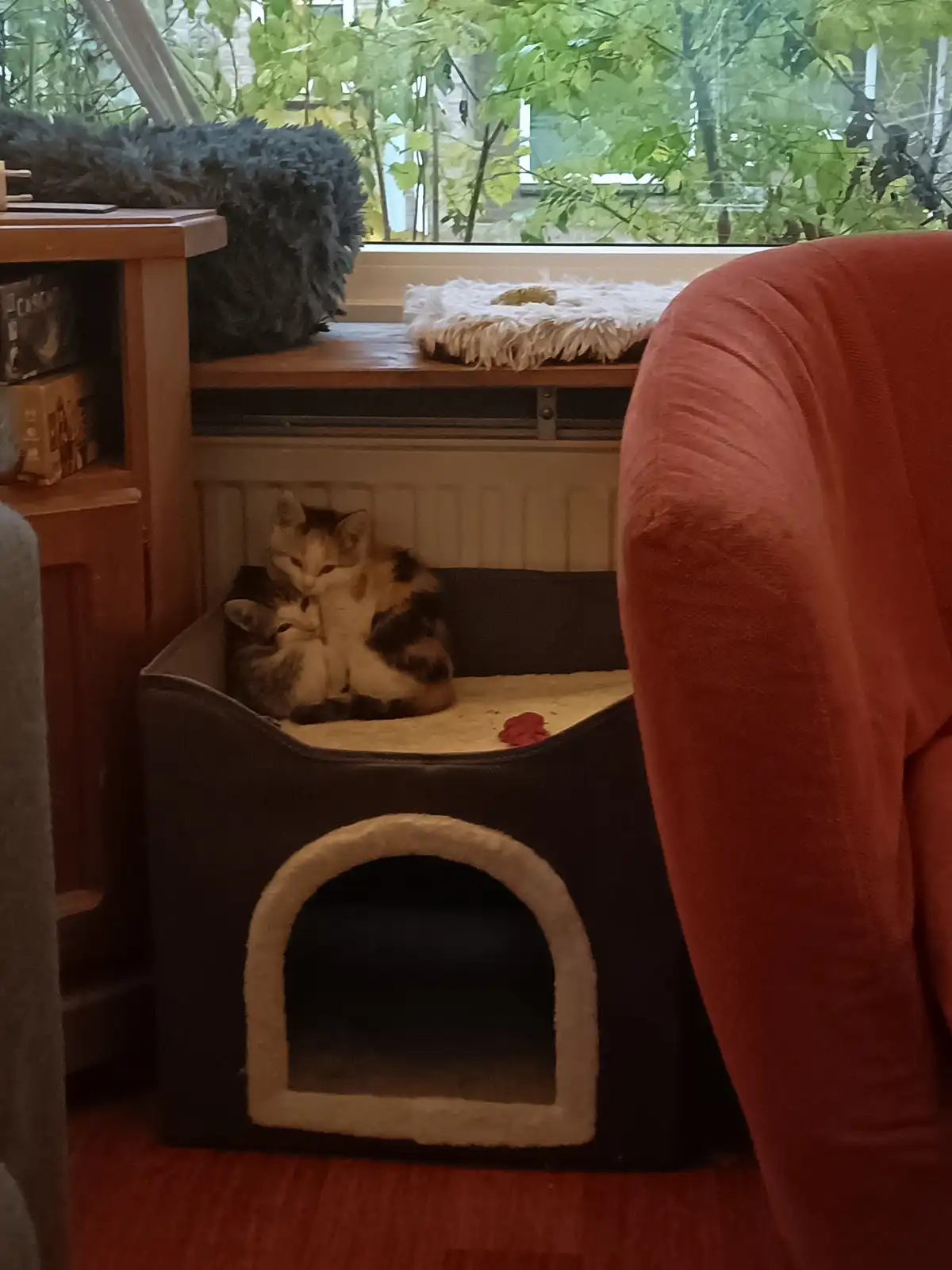 Two small cats are curled up together inside a black fabric cat bed with a beige interior and arched entrance, positioned…