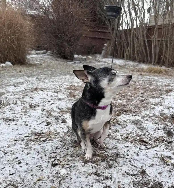 A small black and white dog with a purple collar sits in a snowy backyard, looking upward with its eyes closed as snow falls…