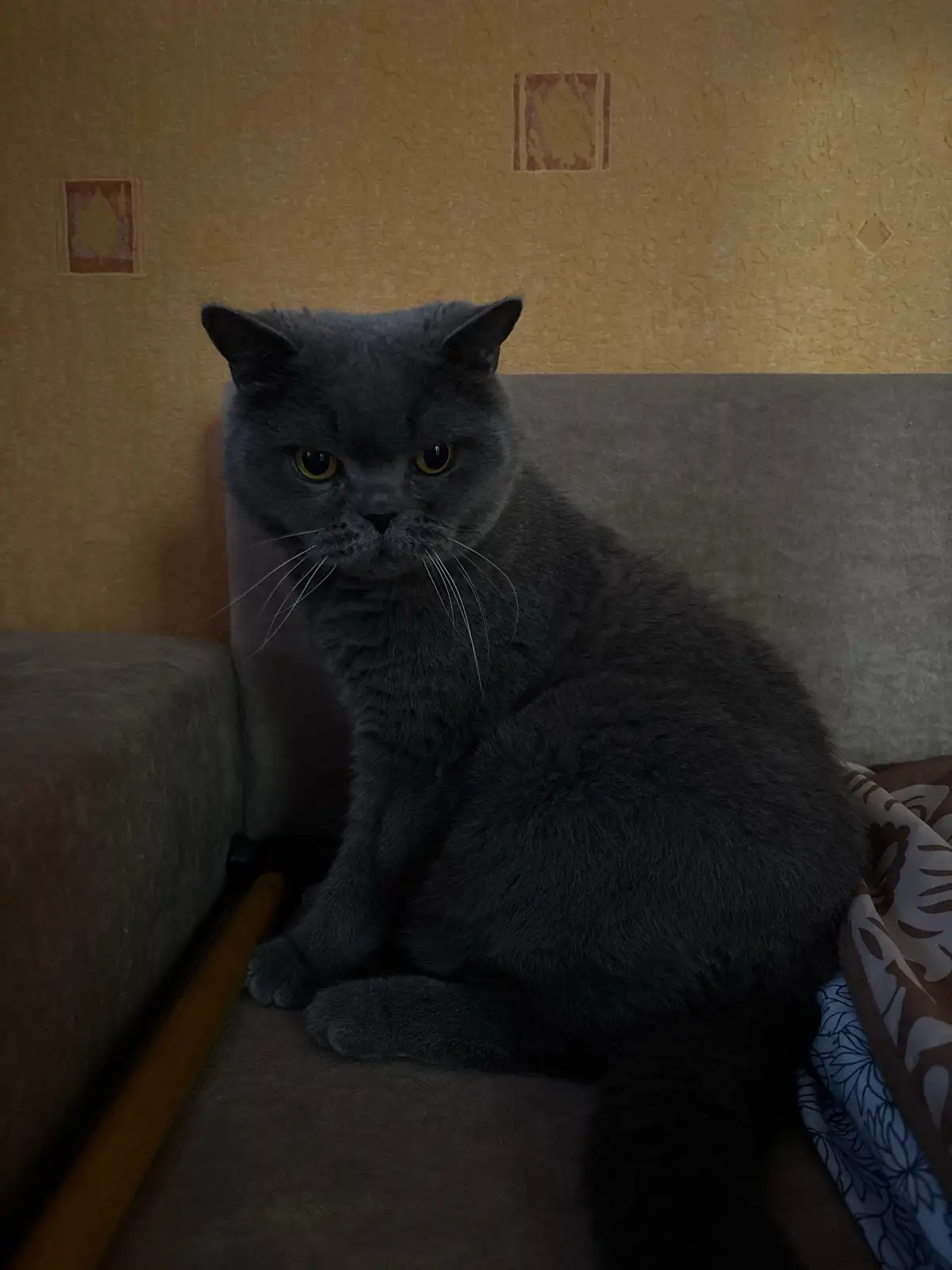 A gray British Shorthair cat sits on a couch with a stern, unimpressed expression, looking directly at the camera. The…
