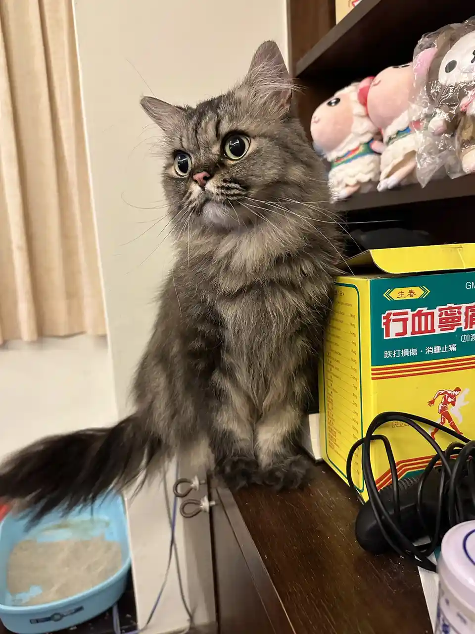 A fluffy gray cat with wide, startled eyes sits on a wooden surface next to a yellow box labeled '行血寧痛' (Xing Xue Ning…
