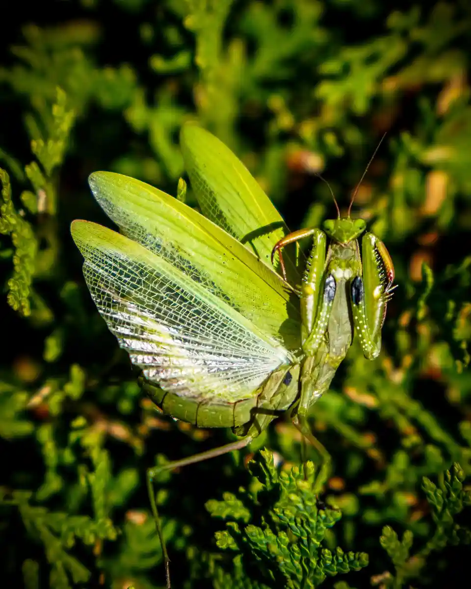 The Fascinating Mantis Religiosa Unveiled