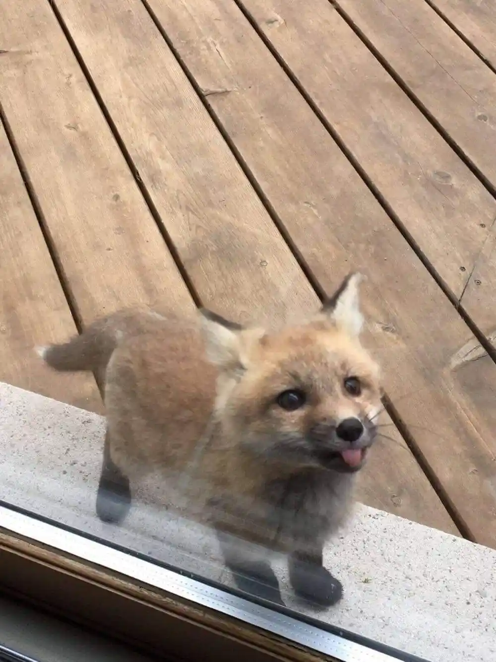The Adorable Mlem Moment
