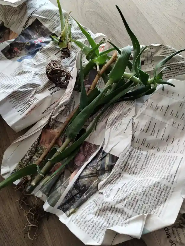 A pile of aloe vera plant cuttings with visible roots lies on crumpled French newspaper, with text overlay reading 'I'm not…
