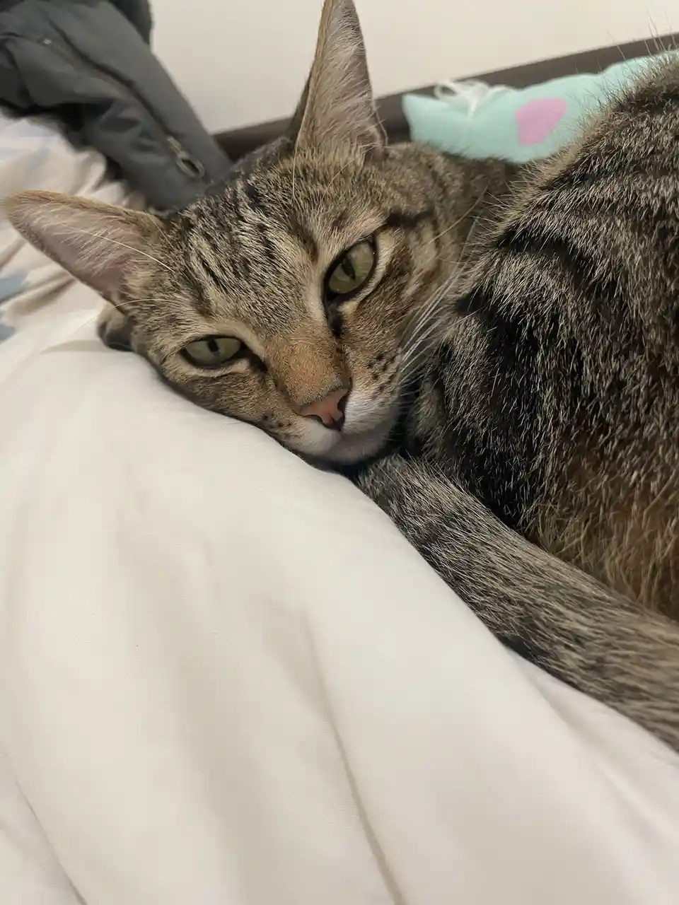 Adorable feline antics