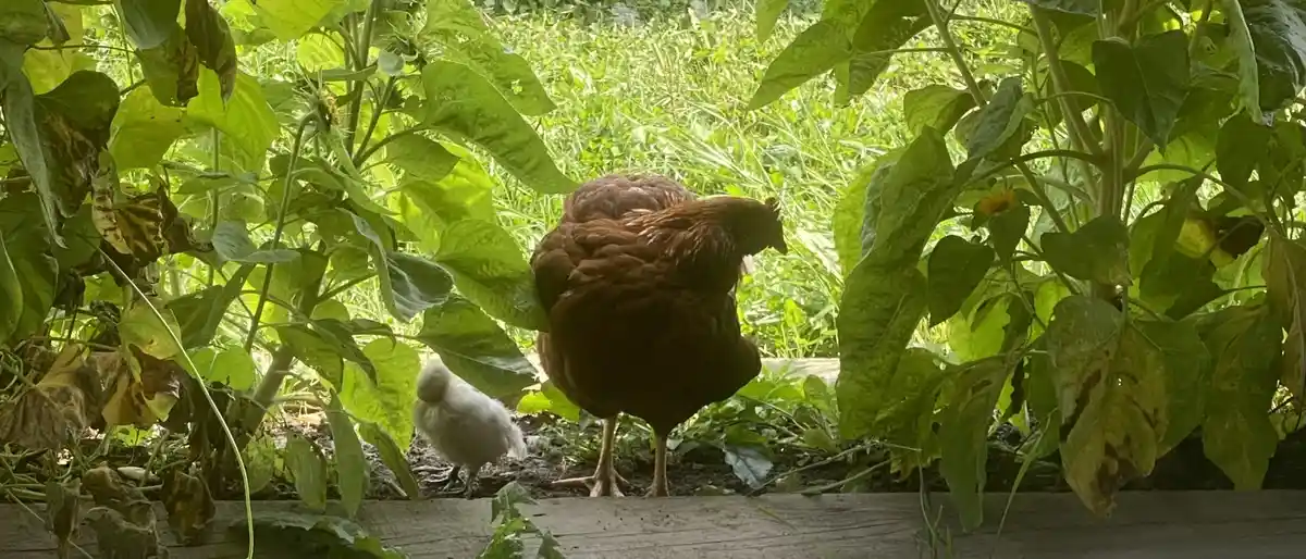 A brown hen stands in a garden surrounded by green foliage, with a small white chick nearby. The image has text overlaid…