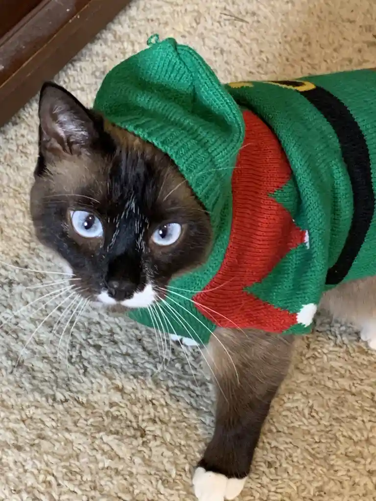Snowballs for Ares: Let's Go Acorns!