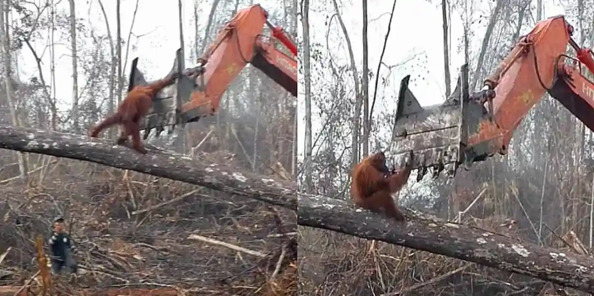 A split-screen image shows an orangutan on a fallen tree branch in a deforested area, reaching toward the bucket of an…