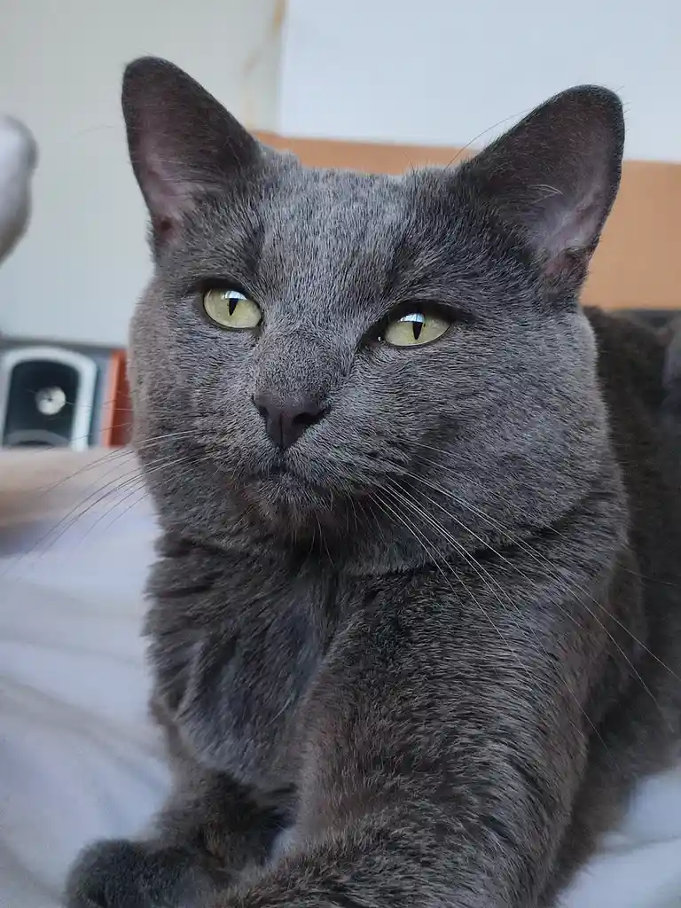 A close-up photo of a gray cat with yellow-green eyes looking directly at the camera with a stern, unimpressed expression…