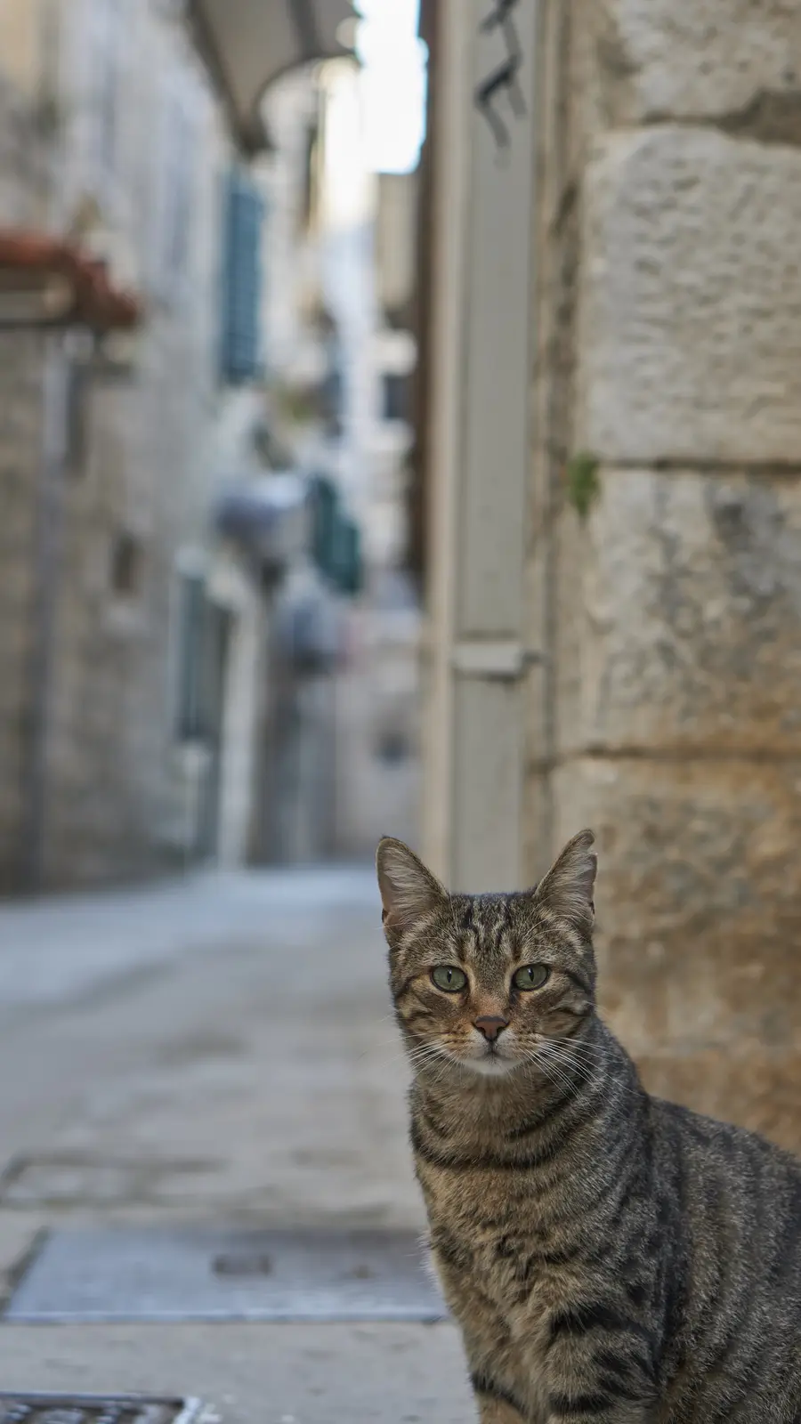 A tabby cat with green eyes sits on a stone sidewalk in a narrow alleyway, looking directly at the camera with a serious…