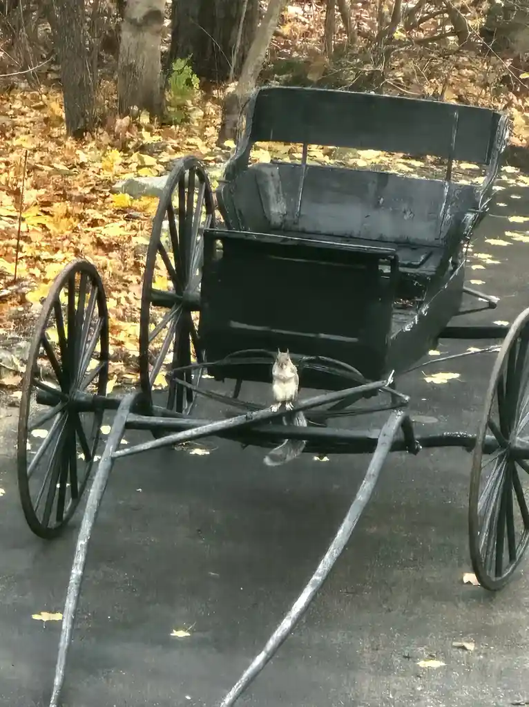 A small squirrel is perched on the front crossbar of a black, antique-style horse-drawn carriage parked on a paved path…