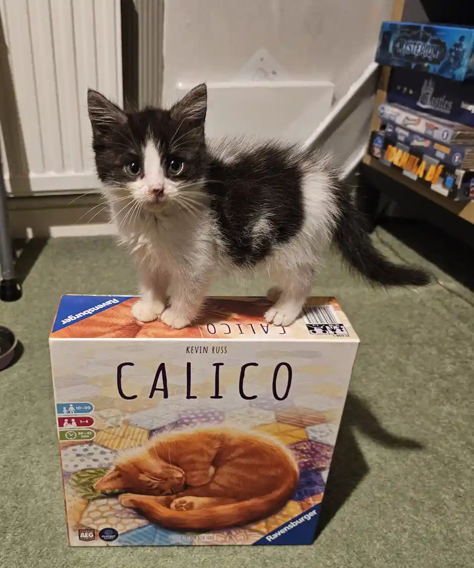 A Small Calico Kitten for Scale: Adorable Perspective!