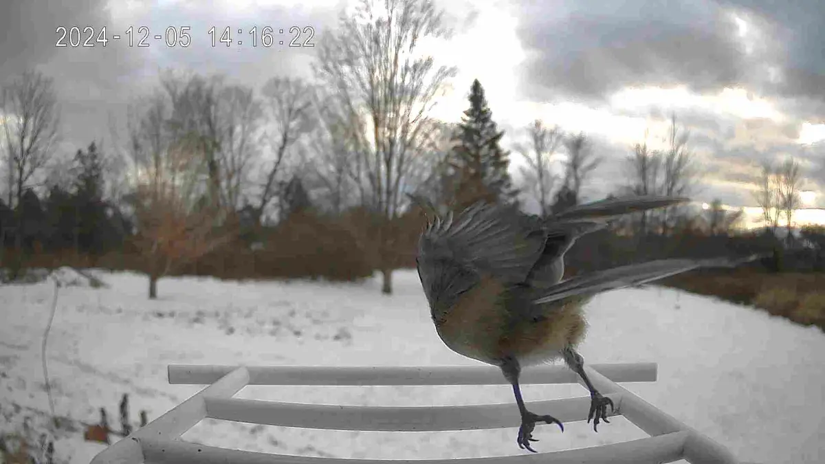 A small bird with gray and brown feathers is perched on a white plastic feeder in a snowy outdoor setting, flapping its…