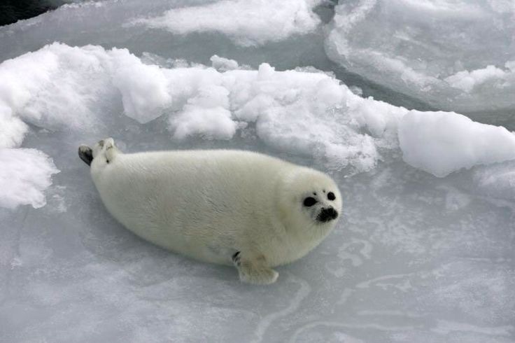 A small, fluffy white seal pup lies on a patch of snow and ice, looking directly at the camera with dark eyes and a black…