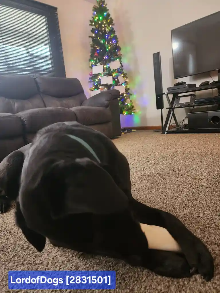 A black dog with a light green collar is lying on a beige carpet in a living room, its head buried in its paws. In the…