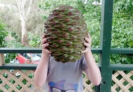 Challenge Accepted, Team Acorn!