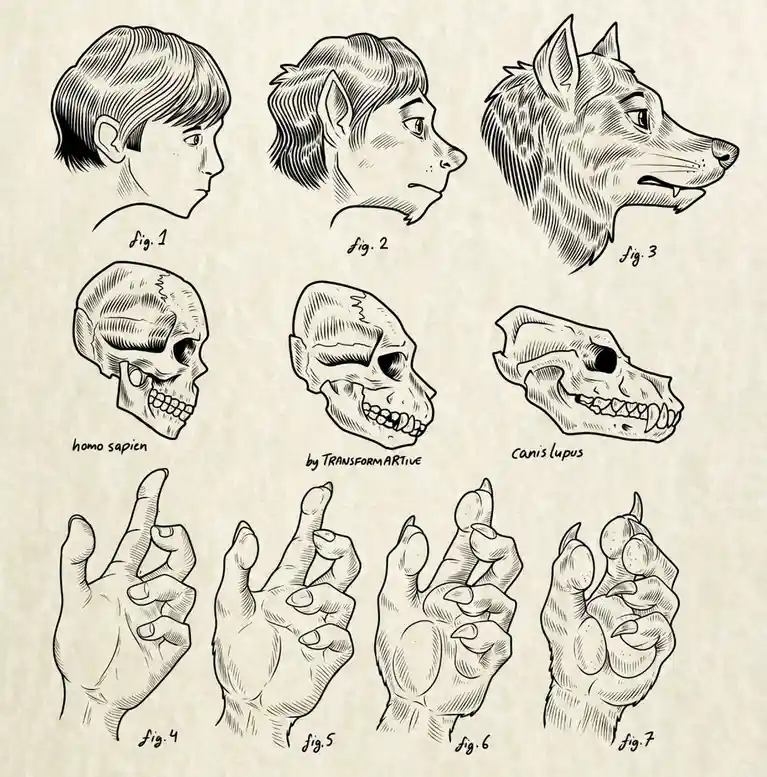 A vintage-style scientific illustration shows a progression from a human head to a wolf head, then human and wolf skulls…