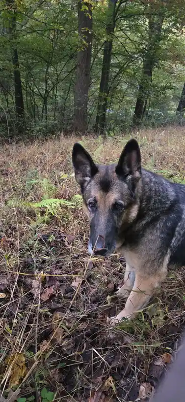 A German Shepherd dog with a sad, soulful expression stands in a forest with dry grass and fallen leaves. The dog's eyes…