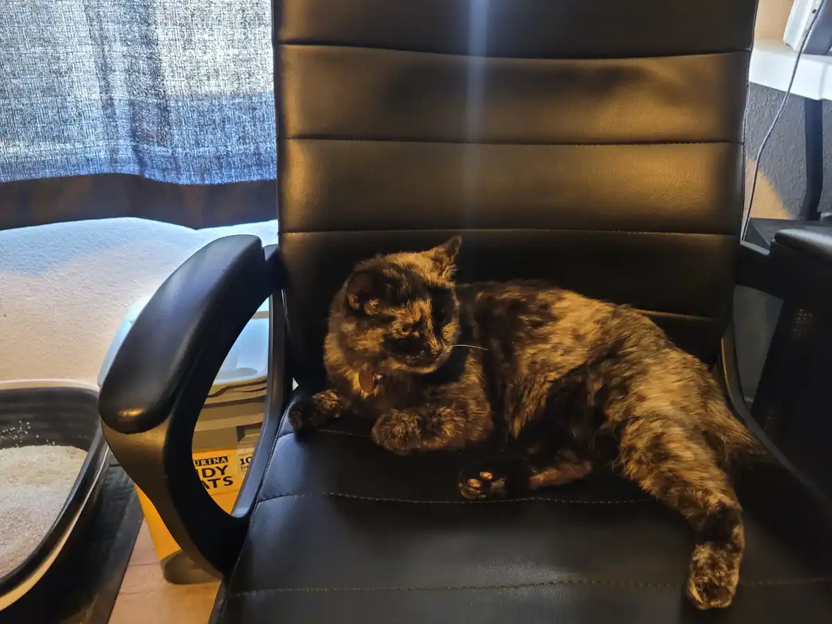 A tortoiseshell cat lounges lazily in a black office chair, its body stretched out and eyes half-closed. To the left, a cat…