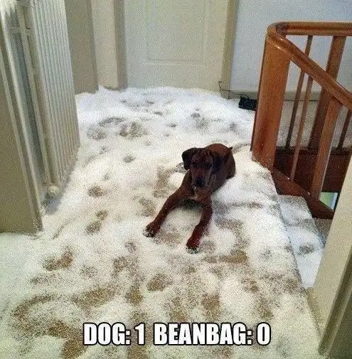 A brown dog lies calmly on a carpet covered in white foam, with a wooden staircase railing visible to the right and a…