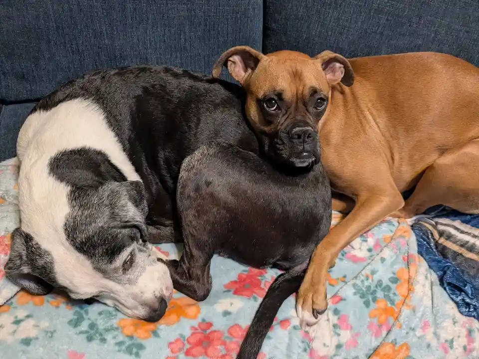 Two dogs are lying on a floral blanket on a blue couch. A black and white dog is curled up sleeping on the left, while a tan…