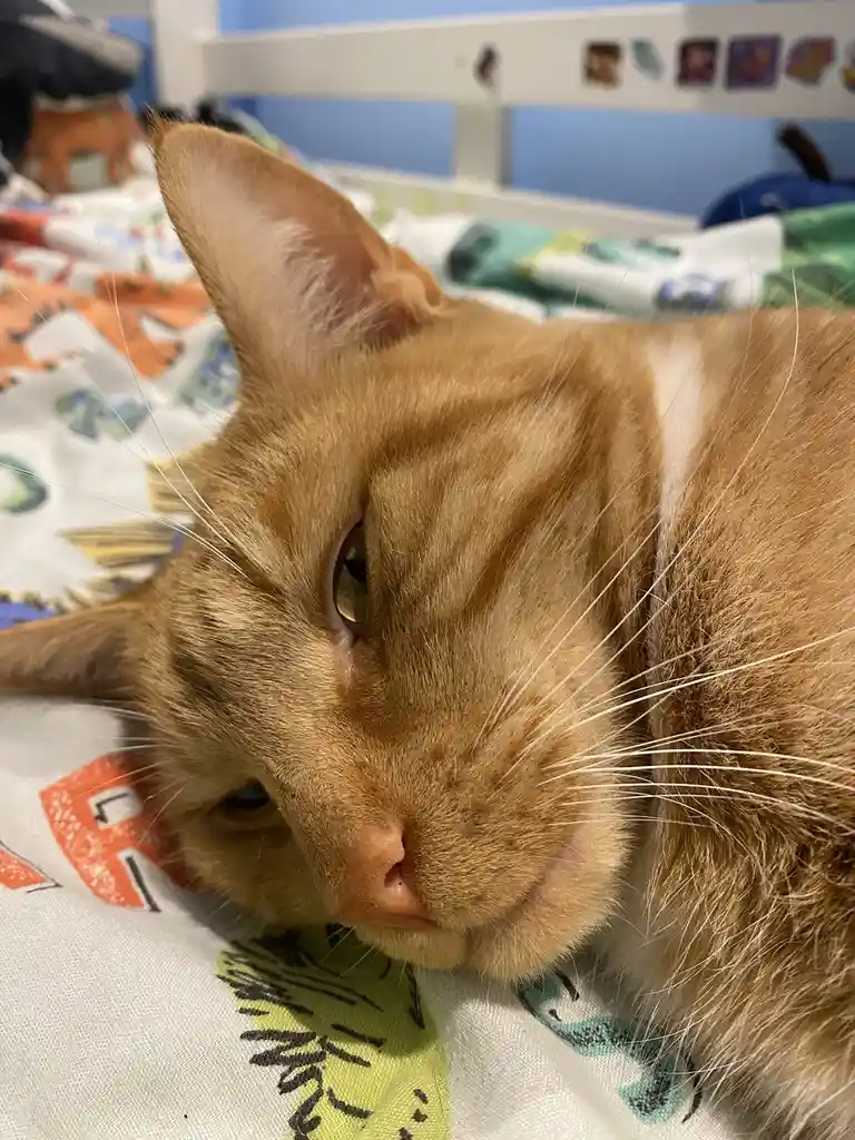 A close-up photo of a ginger cat lying on a patterned bedspread, looking sleepy with half-closed eyes. The cat's head is…