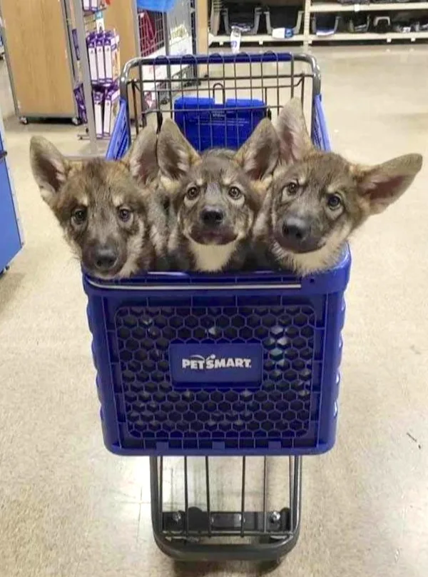 Get One, and Enjoy Two for Free!