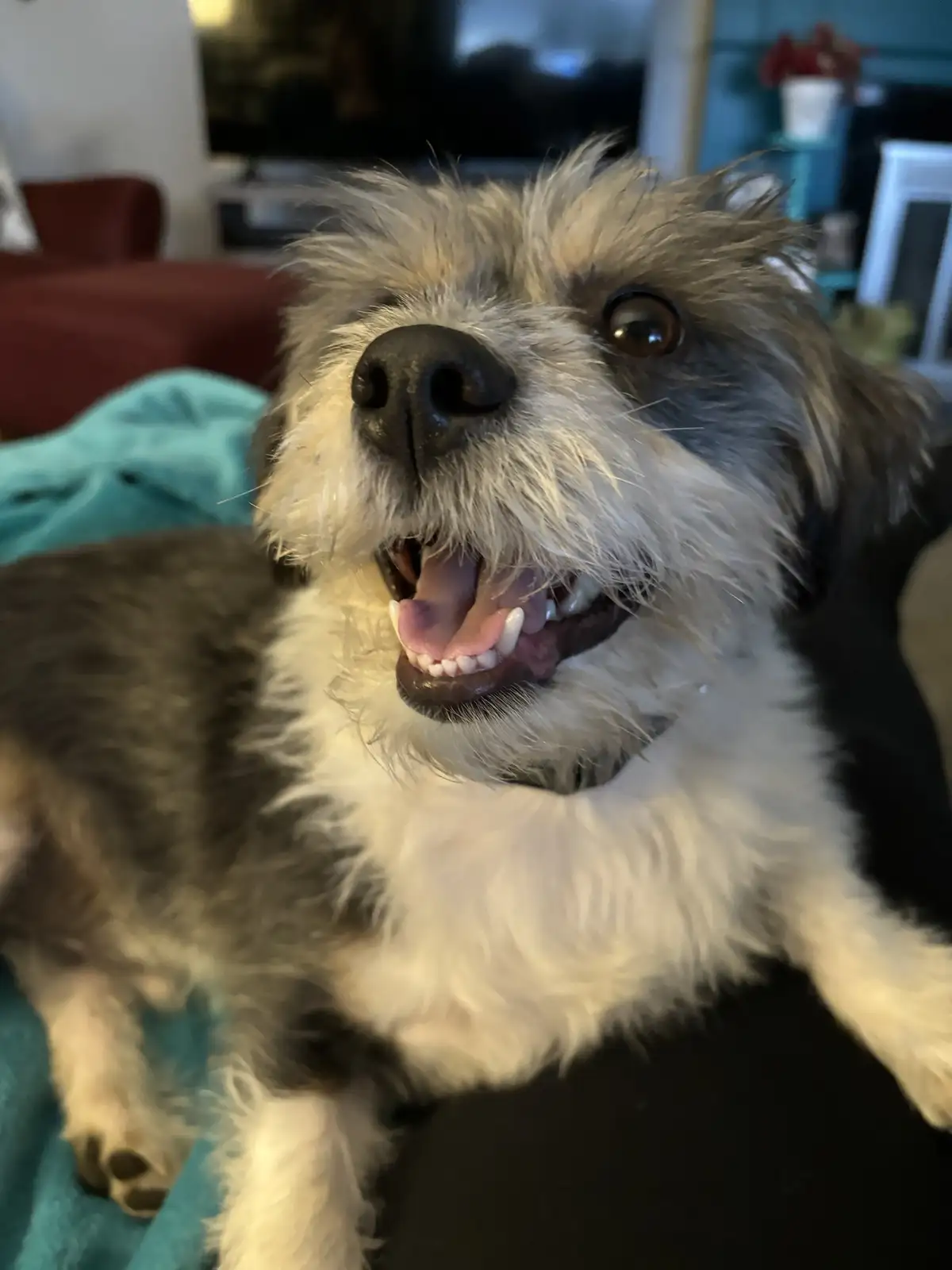 A close-up photo of a scruffy, shaggy dog with a wide, toothy grin and one eye looking directly at the camera, appearing to…