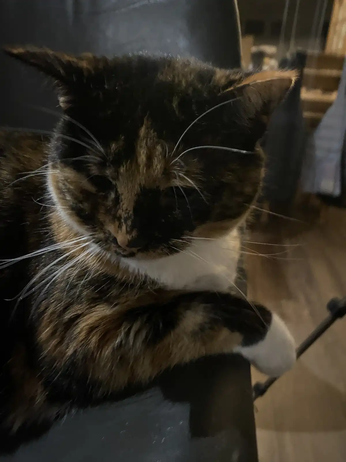 A close-up photo of a calico cat with black, orange, and white fur sitting on a dark chair, looking directly at the camera…