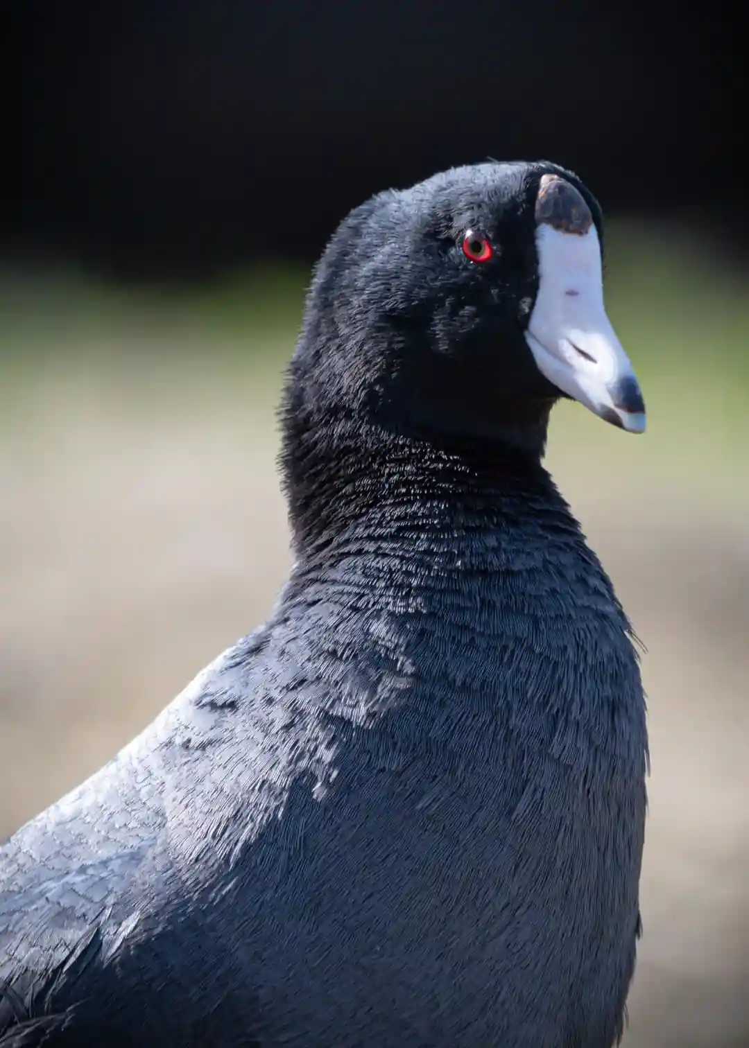 A close-up photograph of a black bird, likely a coot, with a white beak, red eye, and serious facial expression. The bird is…