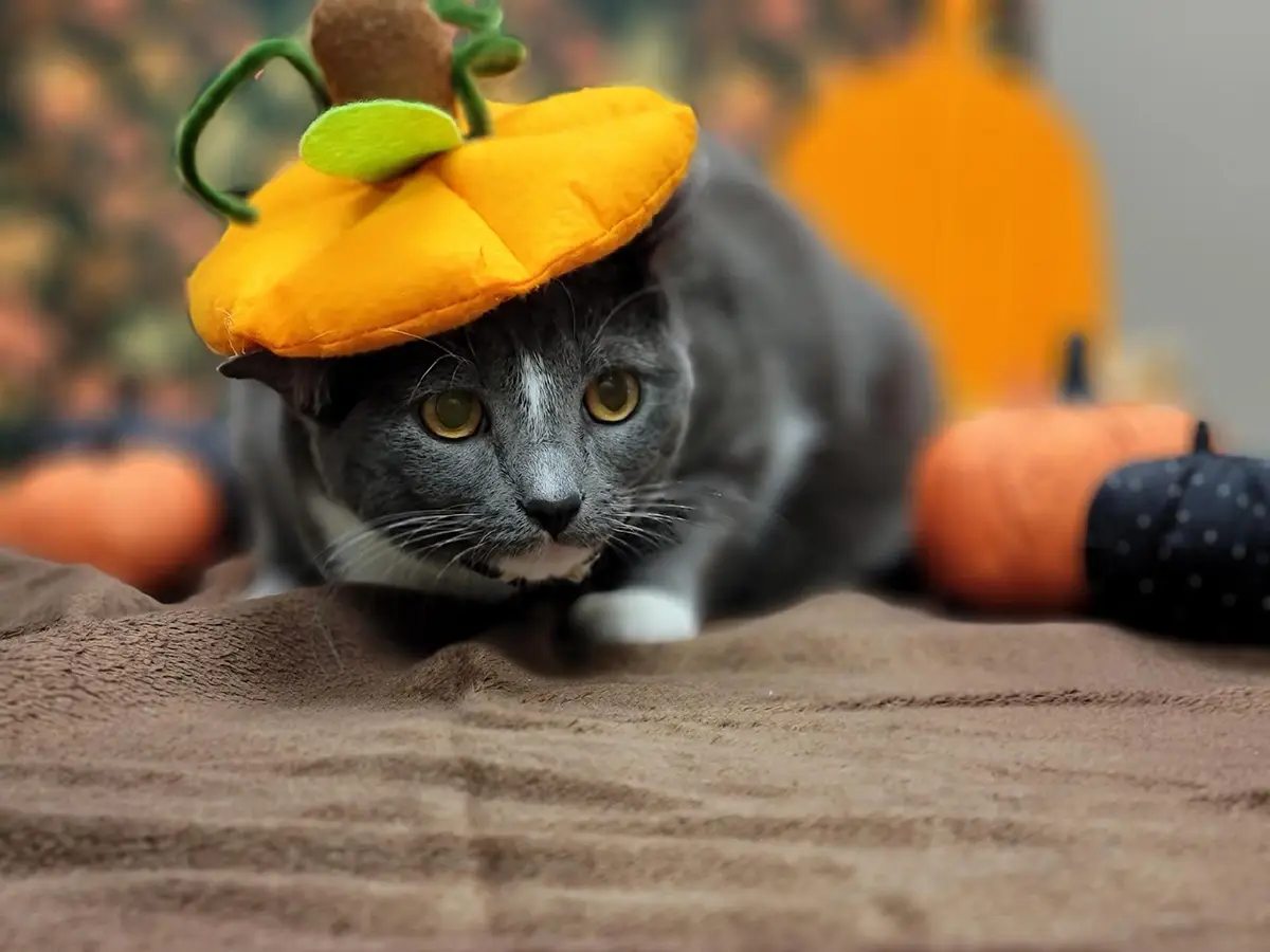 Just a Cute Cat Being Adorable